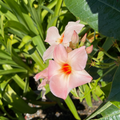 Giant Peach Sunrise Sun Parasol Mandevilla