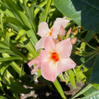 Giant Peach Sunrise Sun Parasol Mandevilla