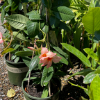 Giant Peach Sunrise Sun Parasol Mandevilla
