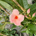 Giant Peach Sunrise Sun Parasol Mandevilla