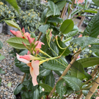 Giant Peach Sunrise Sun Parasol Mandevilla