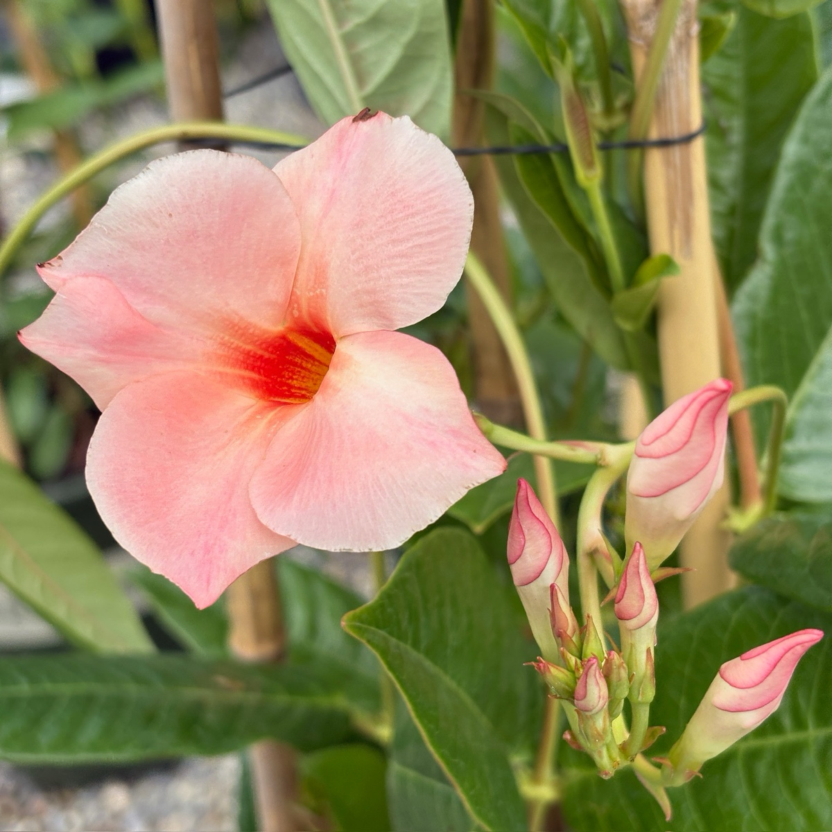 Giant Peach Sunrise Sun Parasol Mandevilla