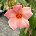 Giant Peach Sunrise Sun Parasol Mandevilla