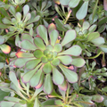 Giant Red Aeonium