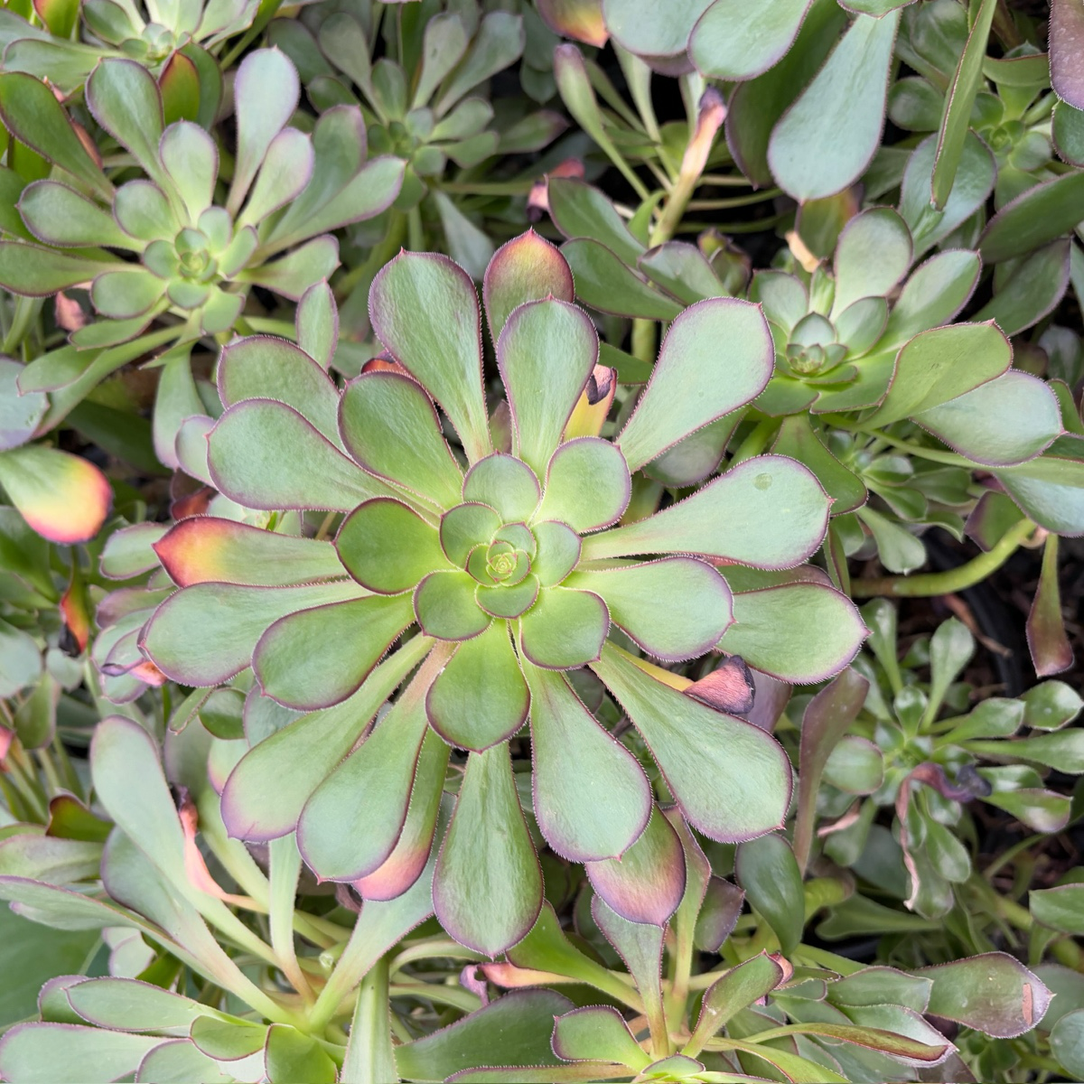 Giant Red Aeonium