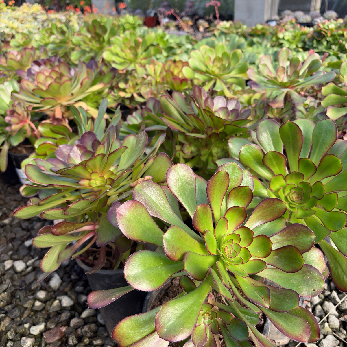 Giant Red Aeonium