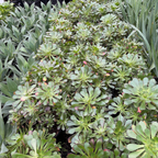 Giant Red Aeonium