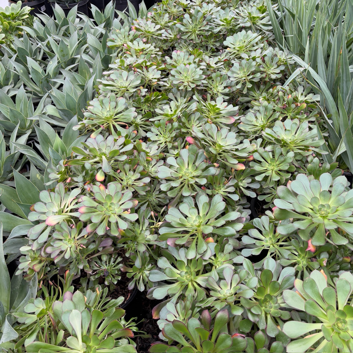 Giant Red Aeonium