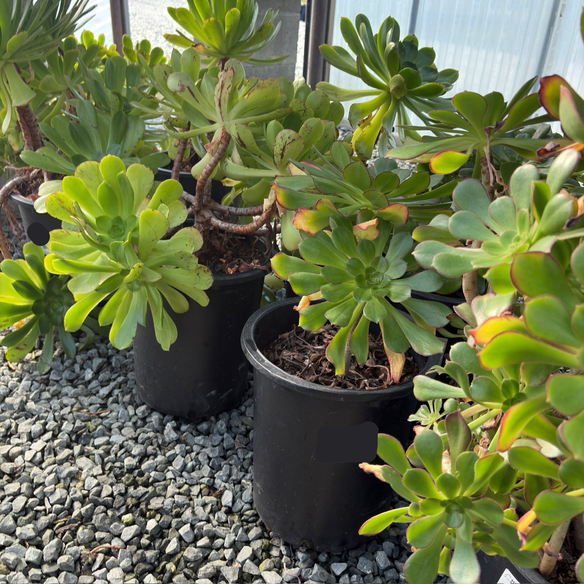 Giant Red Aeonium
