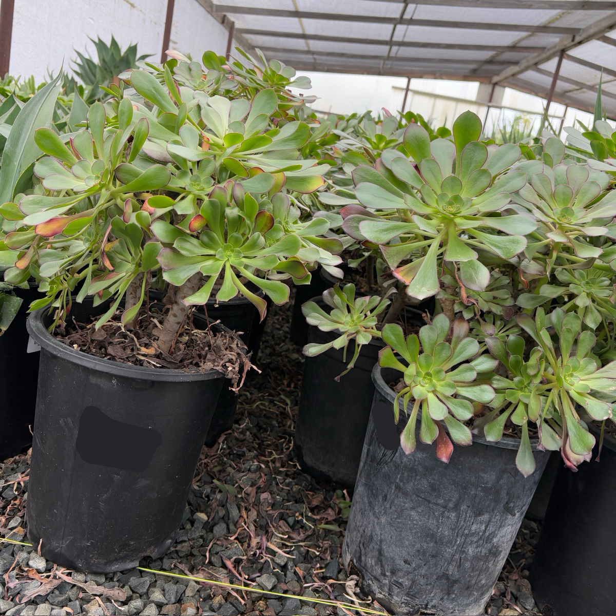 Giant Red Aeonium