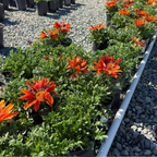 Giant Red Bronze Treasure Flower