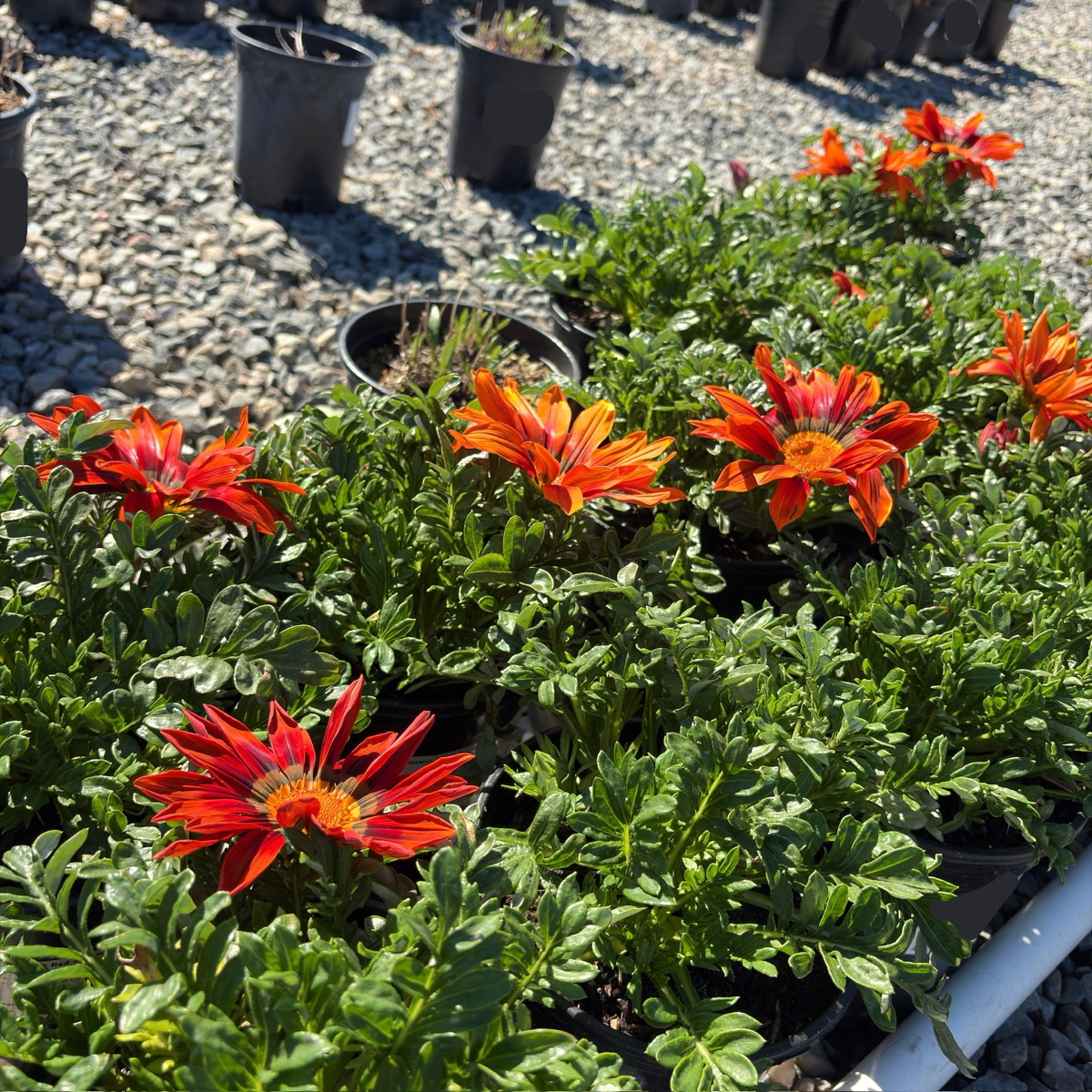 Giant Red Bronze Treasure Flower