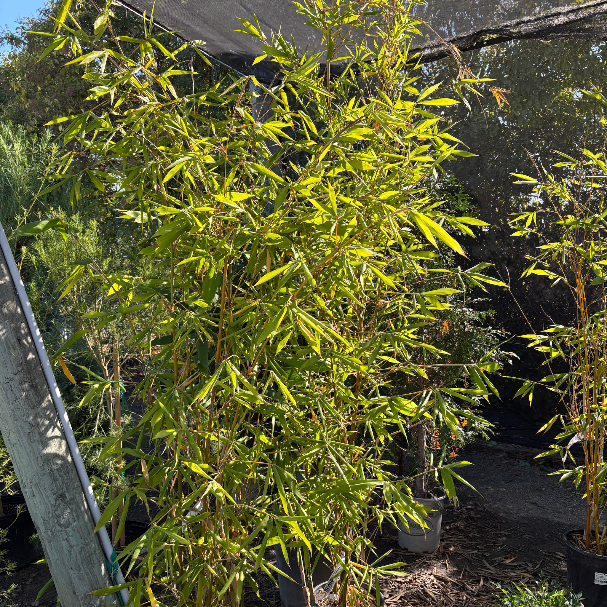 绿竹 Giant Timber Bamboo