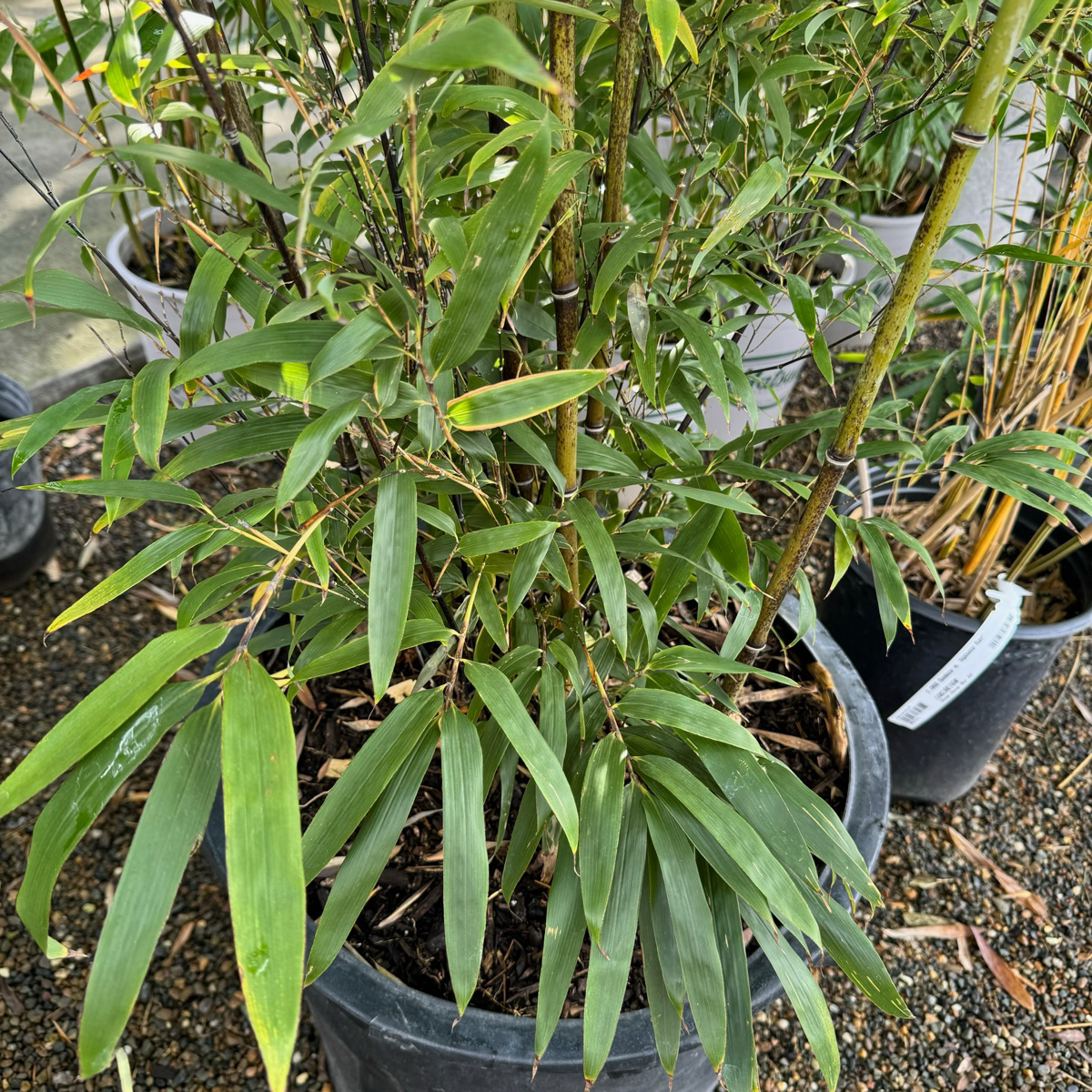 绿竹 Giant Timber Bamboo