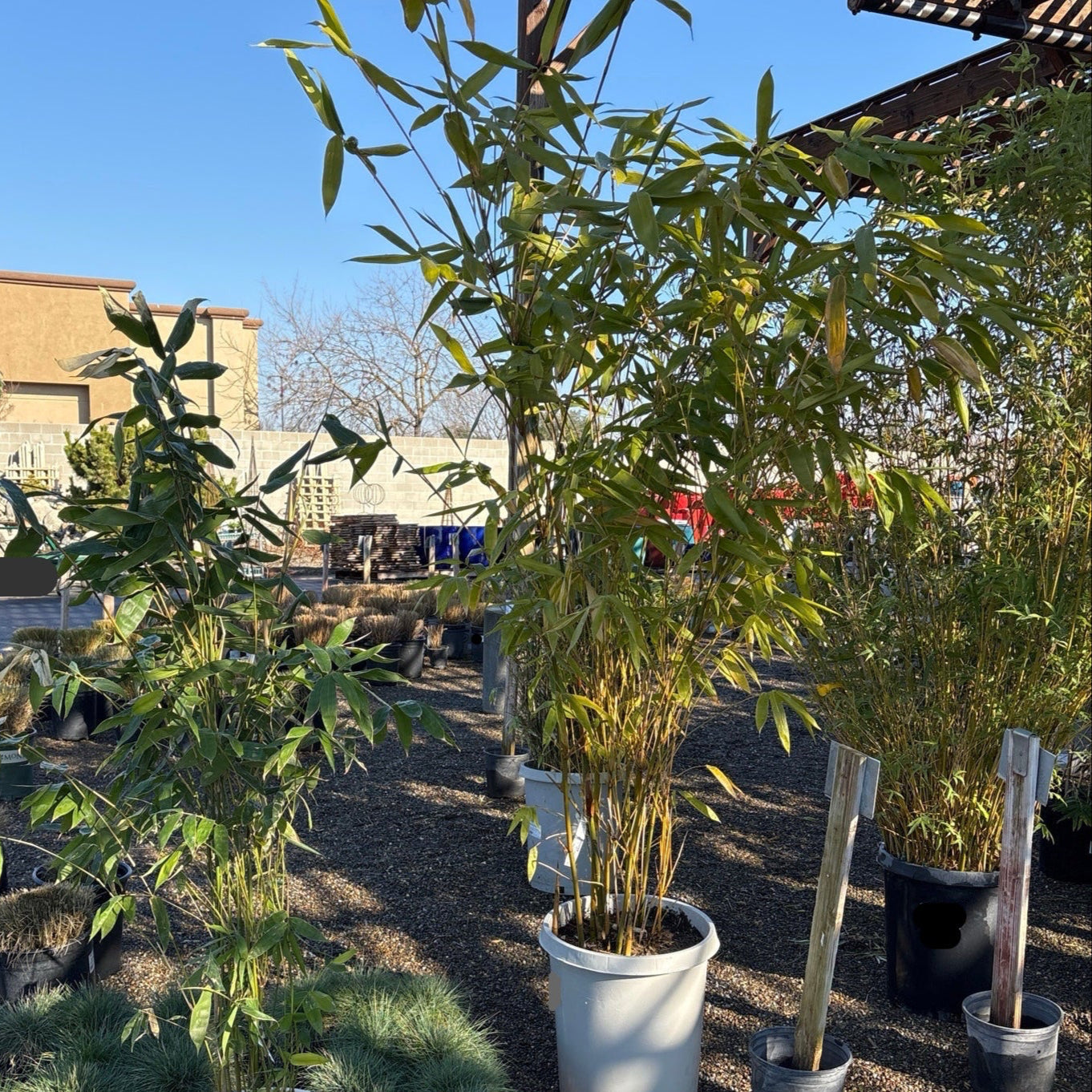 绿竹 Giant Timber Bamboo