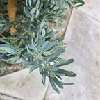 Glacier Bay  Fern Pine
