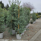 Glacier Bay  Fern Pine