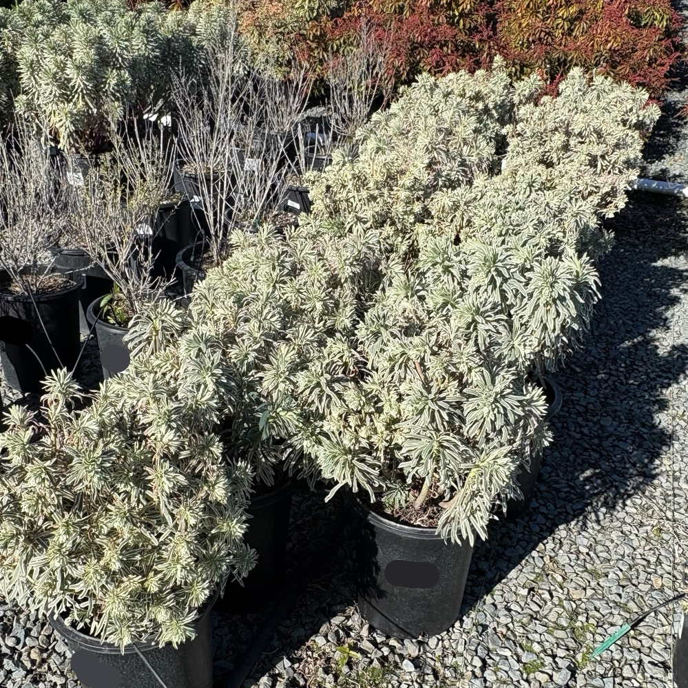 Glacier Blue Spurge