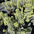 Glacier Blue Spurge