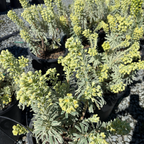 Glacier Blue Spurge