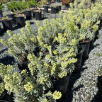 Glacier Blue Spurge