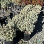 Glacier Blue Spurge