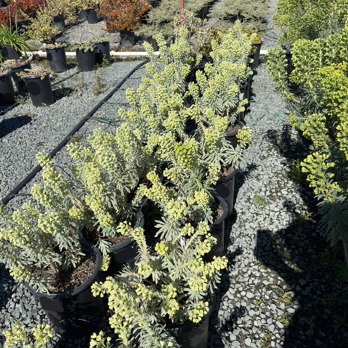 Glacier Blue Spurge