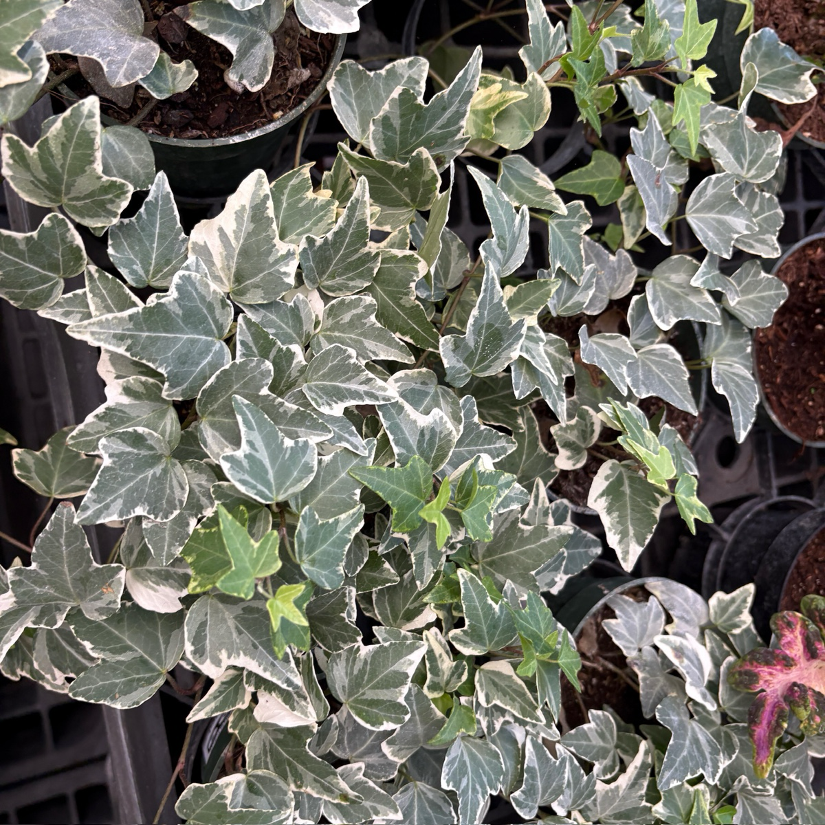 Close-up of a potted Glacier English Ivy with green and white leaves.