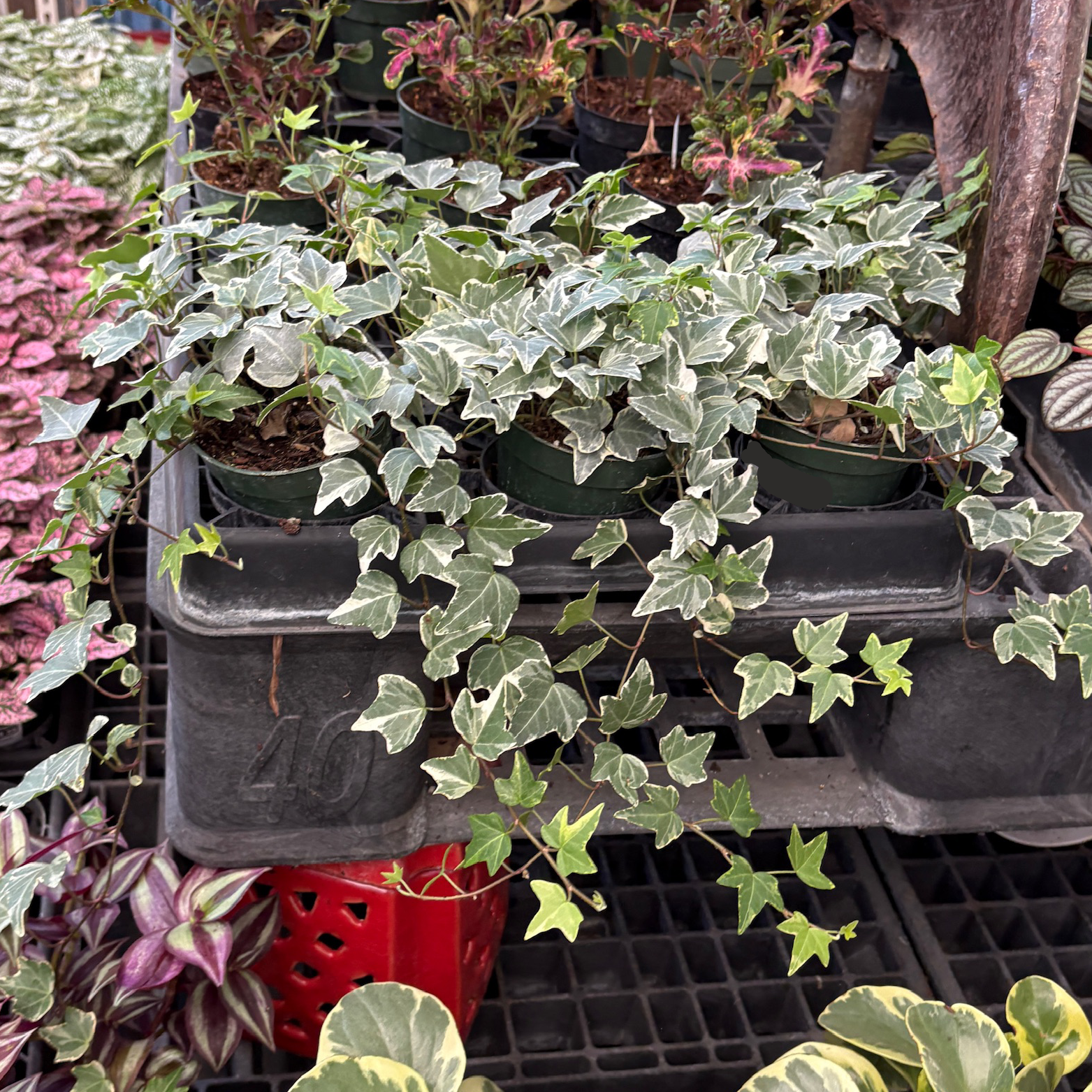 Glacier English Ivy