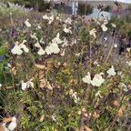 Glimmer Heatwave  Salvia