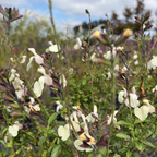 Glimmer Heatwave  Salvia