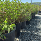 Glimmer Heatwave  Salvia