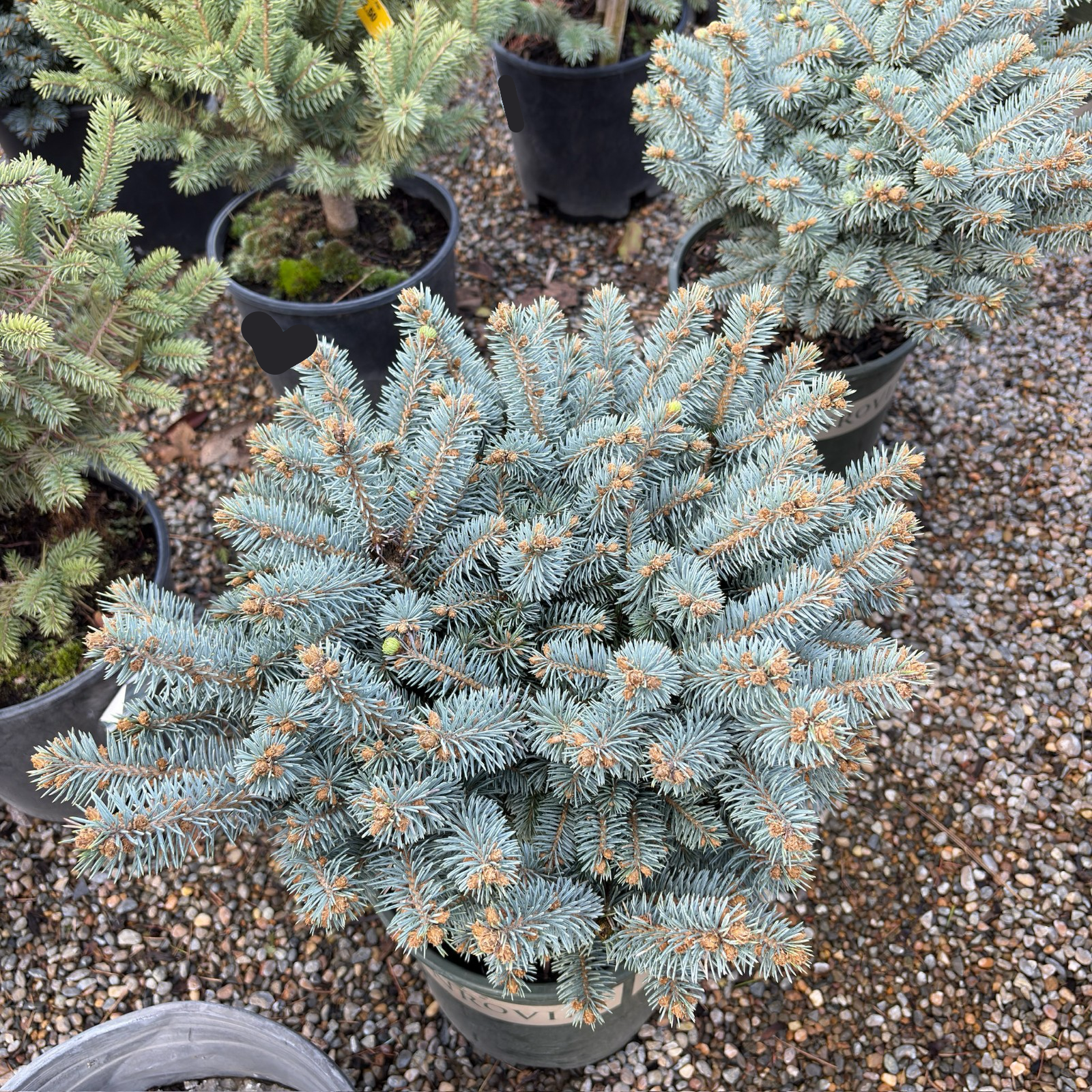 Globosa Blue Spruce 