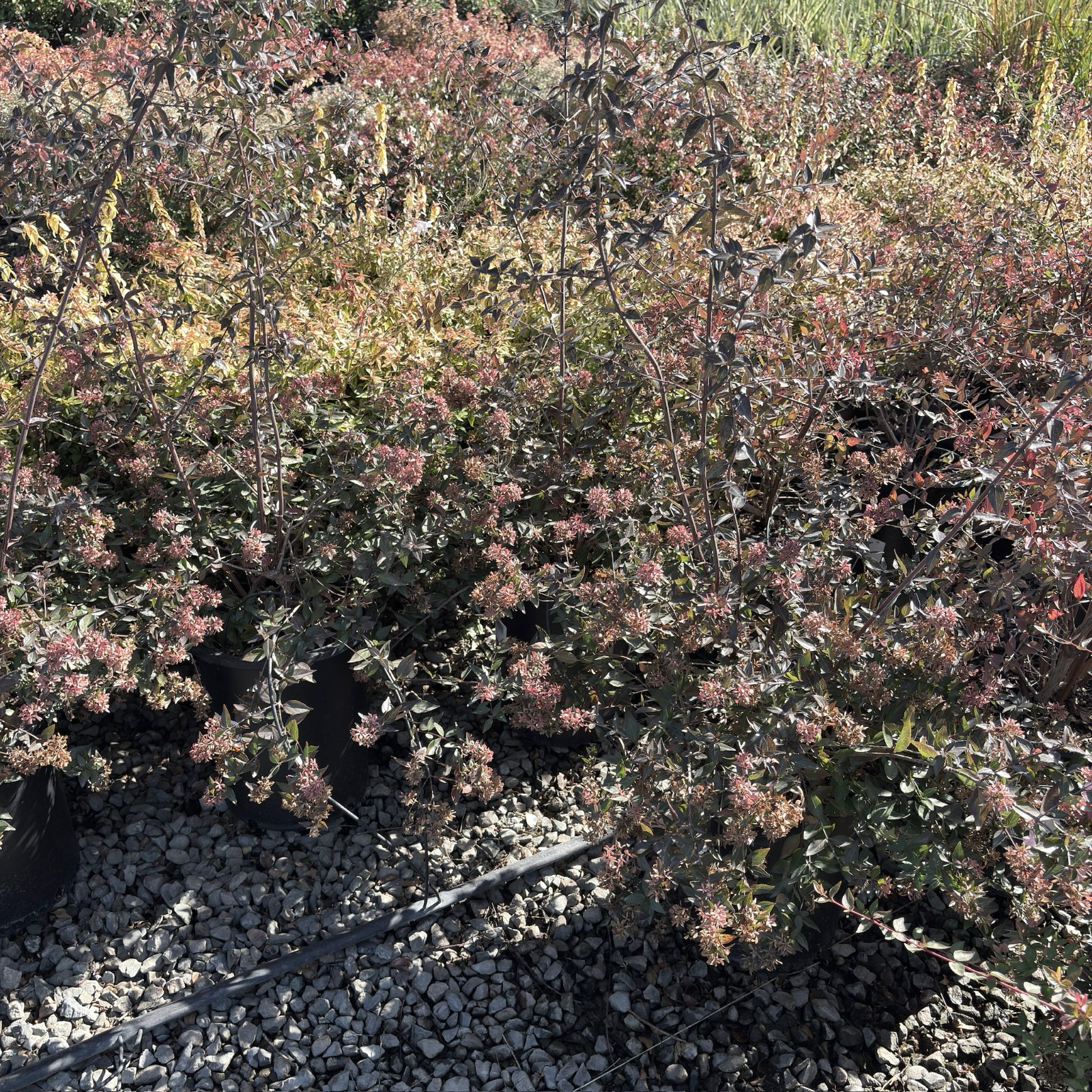 Glossy Abelia