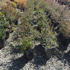 Glossy Abelia