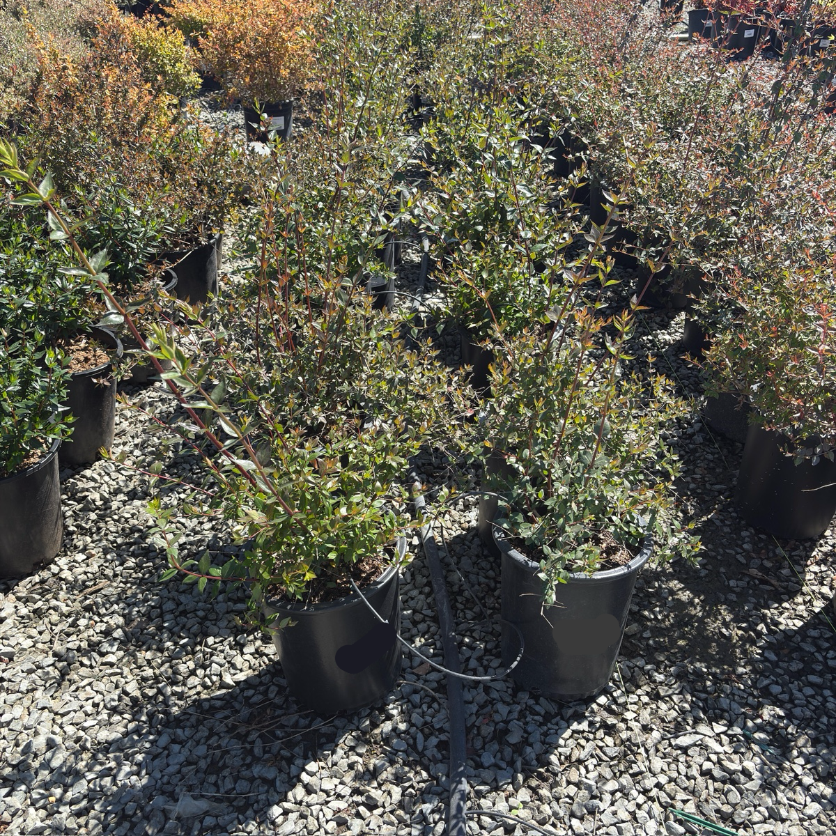 Glossy Abelia