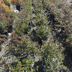 Glossy Abelia