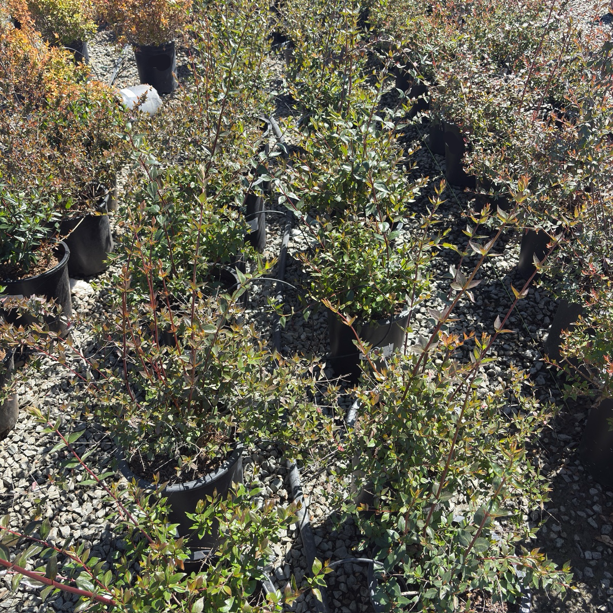 Glossy Abelia