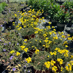 Glow Golden Wallflower