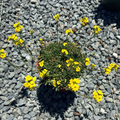 Glow Golden Wallflower