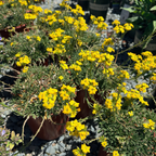 Glow Golden Wallflower