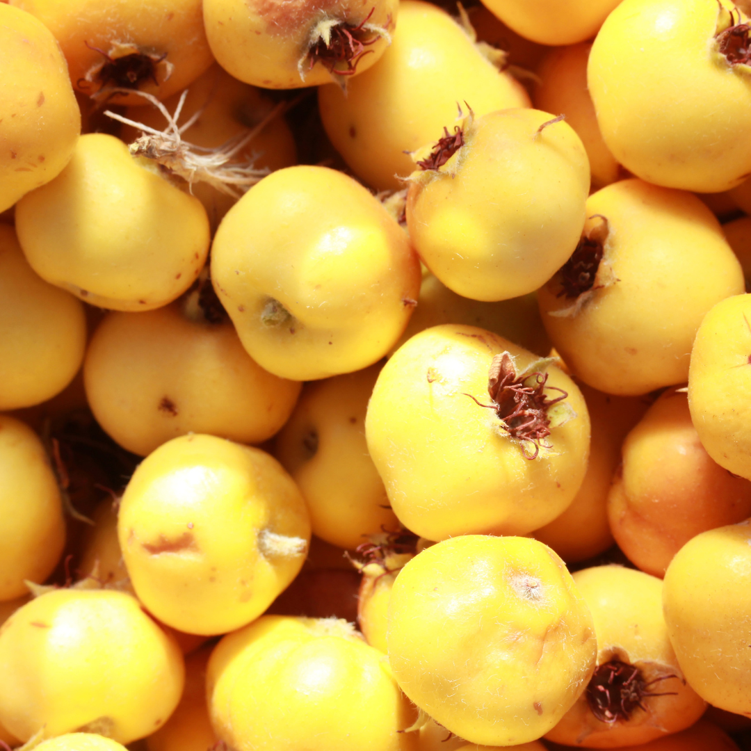 Gold Azarole Hawthorn