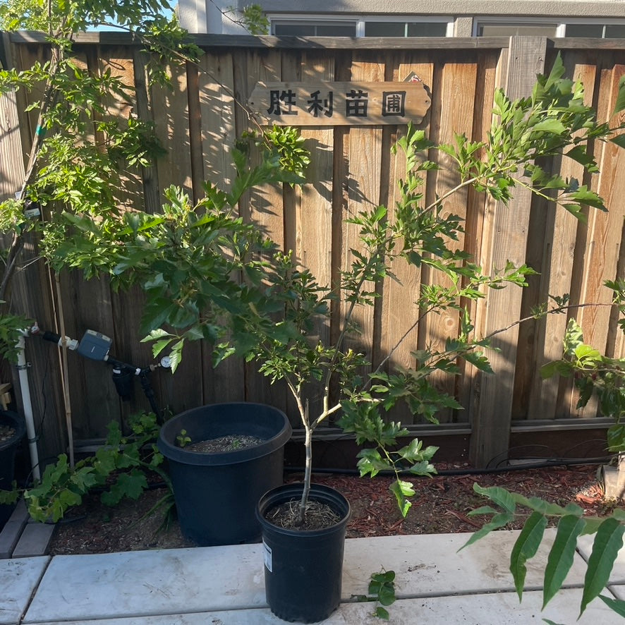 Gold Azarole Hawthorn