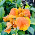 Gold Canna Lily