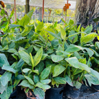 Gold Canna Lily