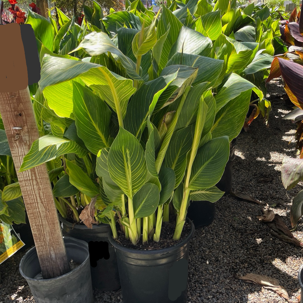 Gold Canna Lily