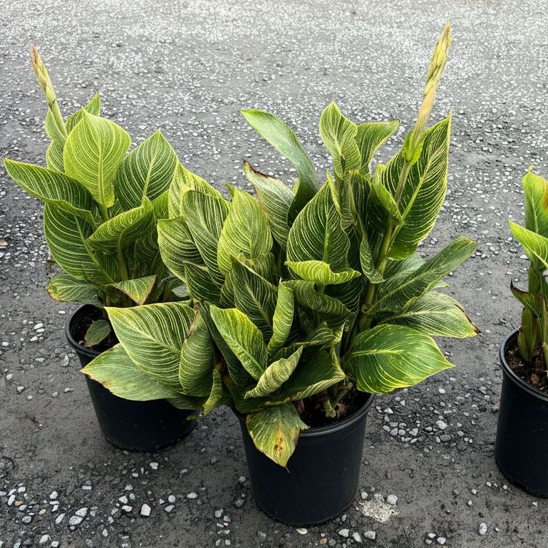 Gold_Canna_Lily