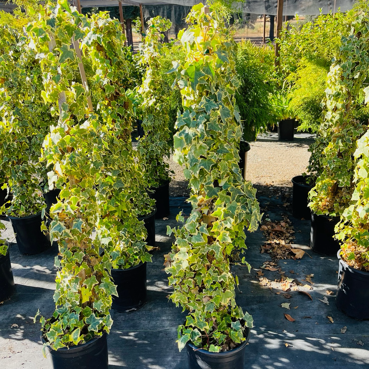 Gold Child Variegated English Ivy