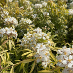 Gold Fingers Mexican Orange Blossom