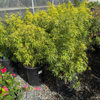 Gold Fingers Mexican Orange Blossom